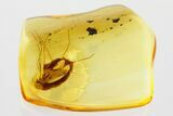 Detailed Fossil True Midge (Chironomidae) in Baltic Amber #372561-1